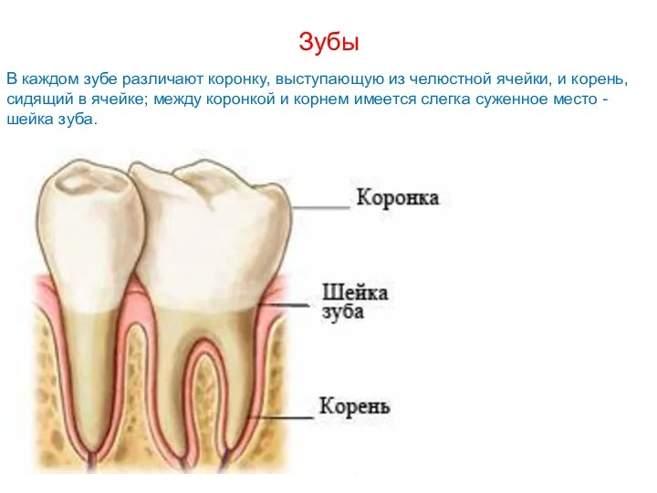 Зубы В каждом зубе различают коронку, выступающую из челюстной ячейки,