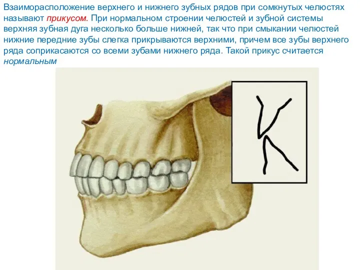 Взаиморасположение верхнего и нижнего зубных рядов при сомкнутых челюстях называют