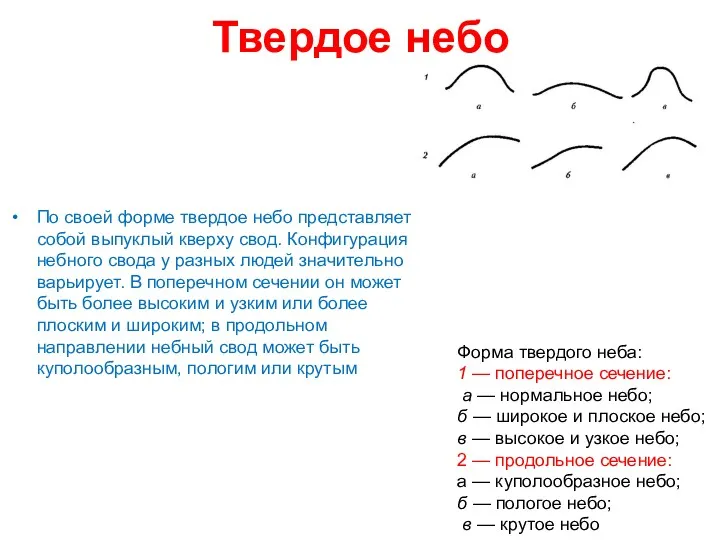 Твердое небо По своей форме твердое небо представляет собой выпуклый