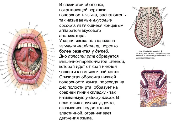 В слизистой оболочке, покрывающей верхнюю поверхность языка, расположены так называемые
