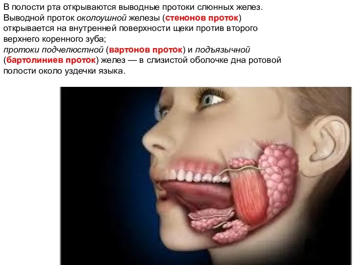 В полости рта открываются выводные протоки слюнных желез. Выводной проток