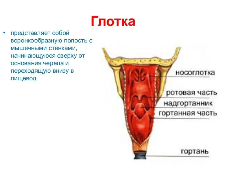 Глотка представляет собой воронкообразную полость с мышечными стенками, начинающуюся сверху