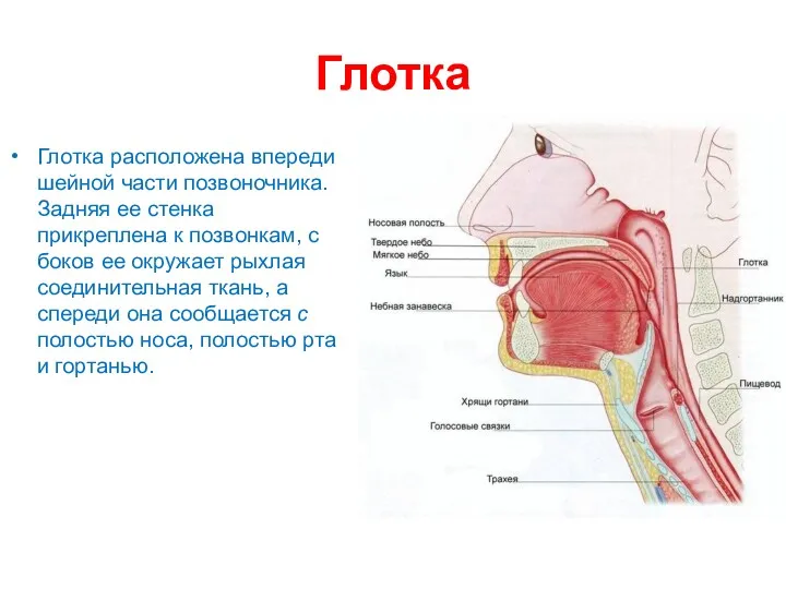 Глотка Глотка расположена впереди шейной части позвоночника. Задняя ее стенка