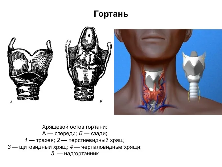 Гортань Хрящевой остов гортани: А — спереди; Б — сзади;