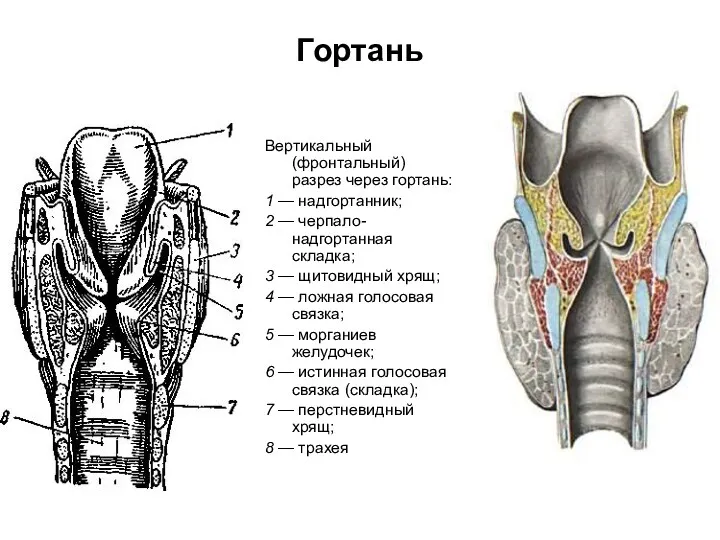 Гортань Вертикальный (фронтальный) разрез через гортань: 1 — надгортанник; 2