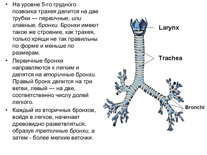 На уровне 5-го грудного позвонка трахея делится на две трубки