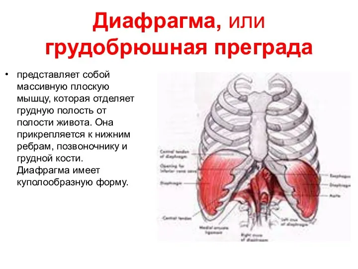 Диафрагма, или грудобрюшная преграда представляет собой массивную плоскую мышцу, которая