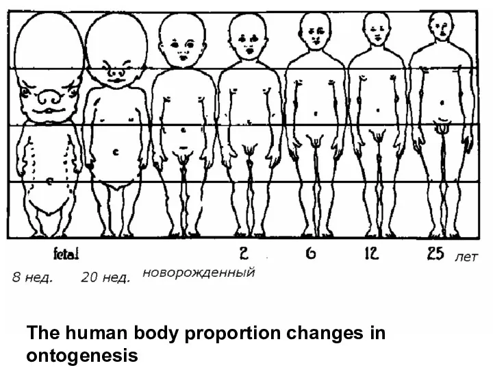 The human body proportion changes in ontogenesis