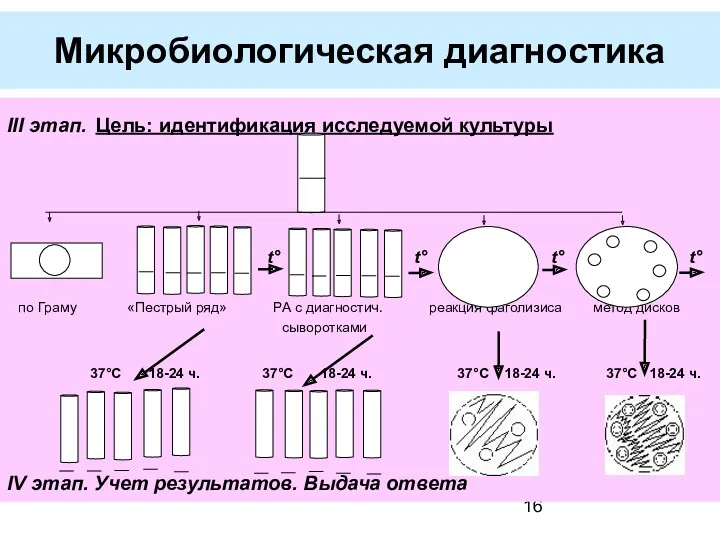 Микробиологическая диагностика III этап. Цель: идентификация исследуемой культуры t° t°