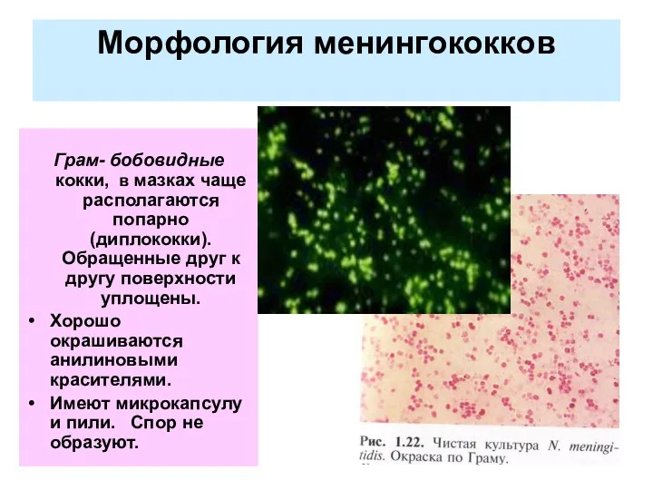 Морфология менингококков Грам- бобовидные кокки, в мазках чаще располагаются попарно