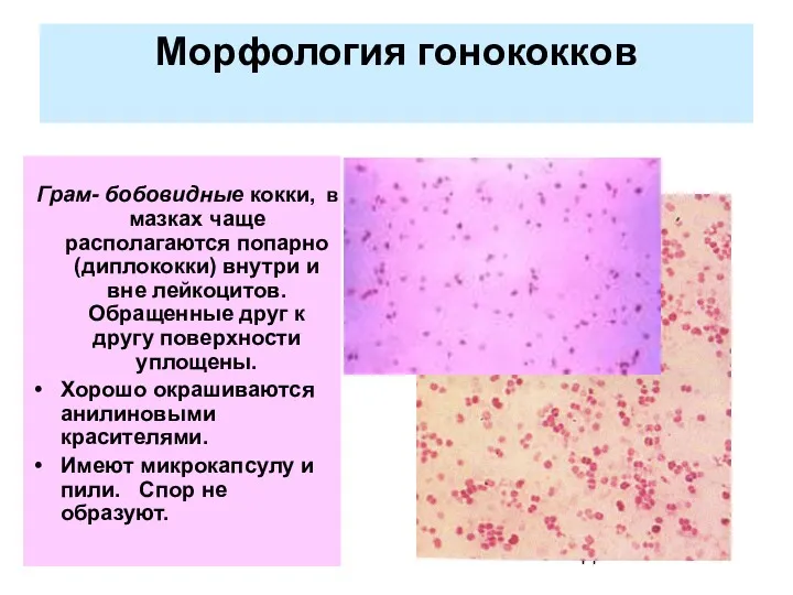 Морфология гонококков Грам- бобовидные кокки, в мазках чаще располагаются попарно