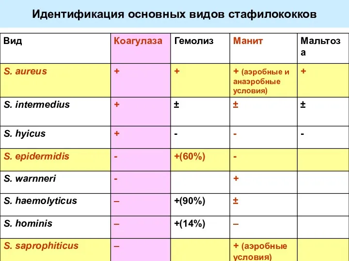 Идентификация основных видов стафилококков