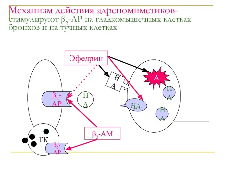 Механизм действия адреномиметиков- стимулируют β2-АР на гладкомышечных клетках бронхов и