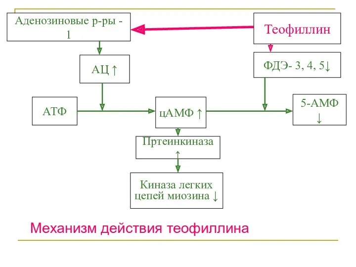 Механизм действия теофиллина Аденозиновые р-ры - 1 АЦ ↑ АТФ