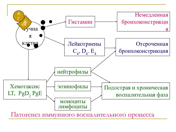 Патогенез иммунного воспалительного процесса Тучная клетка Гистамин Немедленная бронхоконстрикция Отсроченная