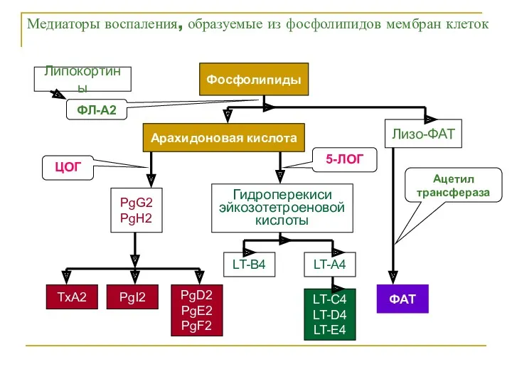 Медиаторы воспаления, образуемые из фосфолипидов мембран клеток Фосфолипиды Арахидоновая кислота