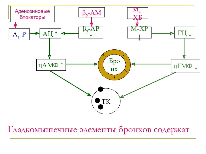 Гладкомышечные элементы бронхов содержат АЦ ↑ β2-АР ↑ цАМФ ↑