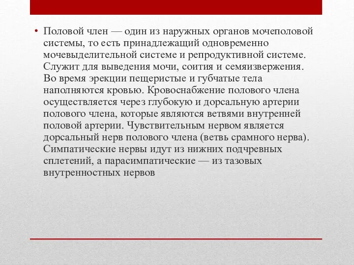 Половой член — один из наружных органов мочеполовой системы, то