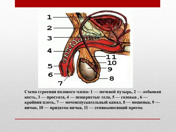 Схема строения полового члена: 1 — мочевой пузырь, 2 —