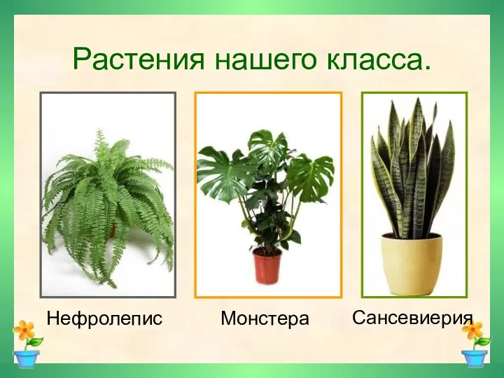 Растения нашего класса. Нефролепис Монстера Сансевиерия