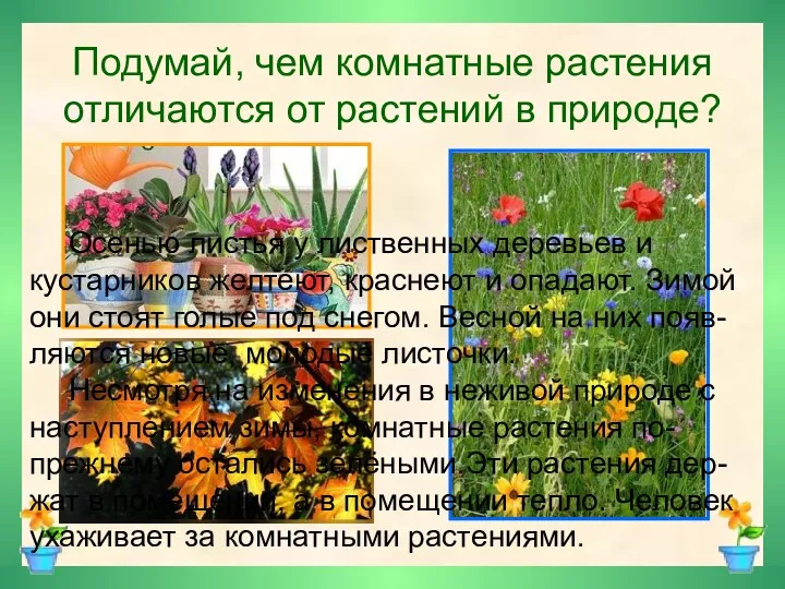 Подумай, чем комнатные растения отличаются от растений в природе? Осенью