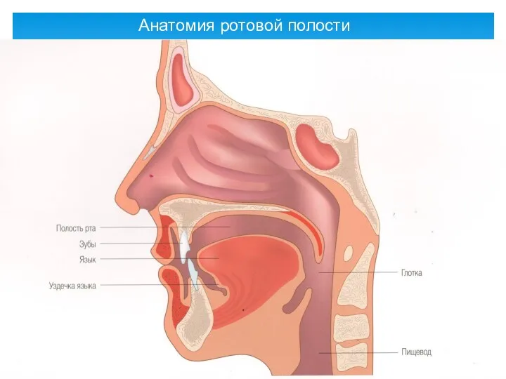 Анатомия ротовой полости