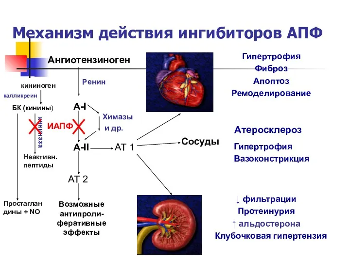 Механизм действия ингибиторов АПФ Ангиотензиноген Ренин А-I А-II Химазы и