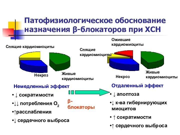 Патофизиологическое обоснование назначения β-блокаторов при ХСН Живые кардиомиоциты Ожившие кардиомиоциты