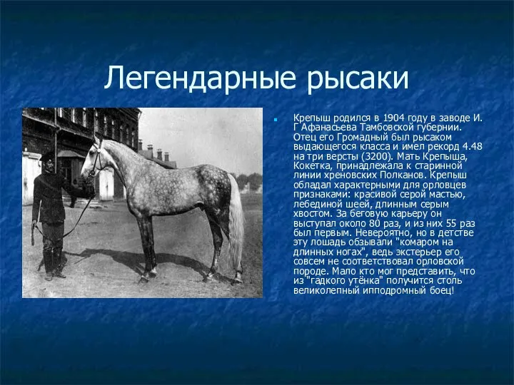 Легендарные рысаки Крепыш родился в 1904 году в заводе И.Г Афанасьева Тамбовской губернии.