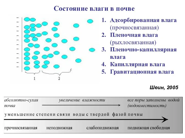 Состояние влаги в почве Адсорбированная влага (прочносвязанная) Пленочная влага (рыхлосвязанная)