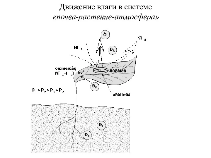 Движение влаги в системе «почва-растение-атмосфера»