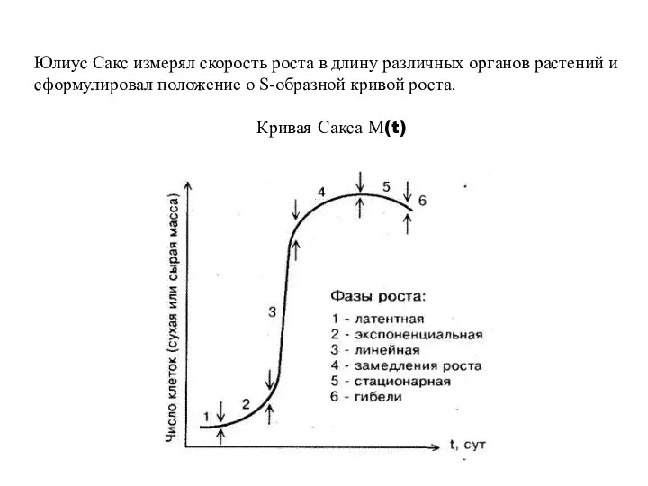 Юлиус Сакс измерял скорость роста в длину различных органов растений