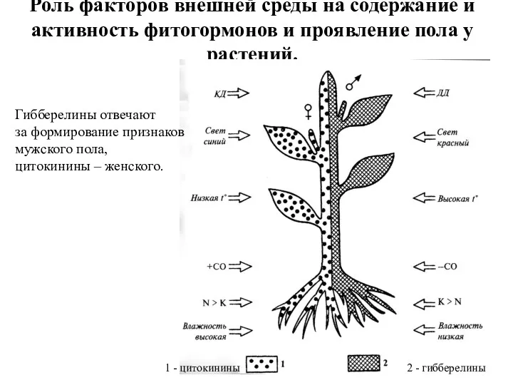 Роль факторов внешней среды на содержание и активность фитогормонов и