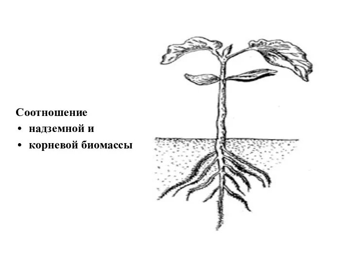 Соотношение надземной и корневой биомассы