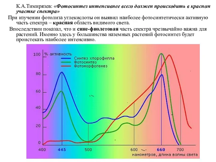 К.А.Тимирязев: «Фотосинтез интенсивнее всего должен происходить в красном участке спектра»