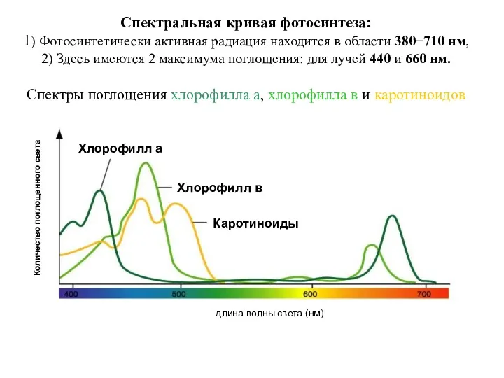 Спектральная кривая фотосинтеза: 1) Фотосинтетически активная радиация находится в области