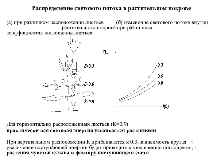 Распределение светового потока в растительном покрове (а) при различном расположении