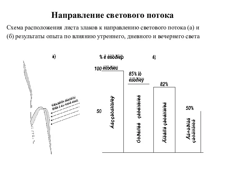 Направление светового потока Схема расположения листа злаков к направлению светового