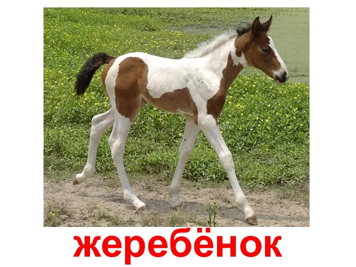 жеребёнок