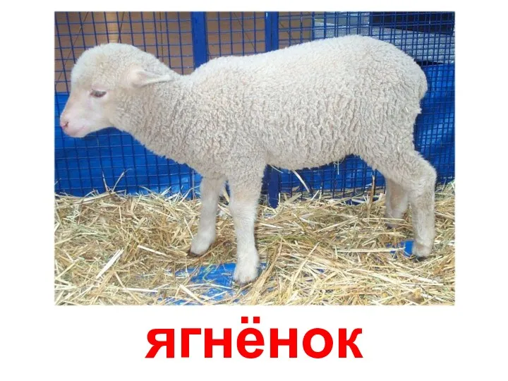 ягнёнок