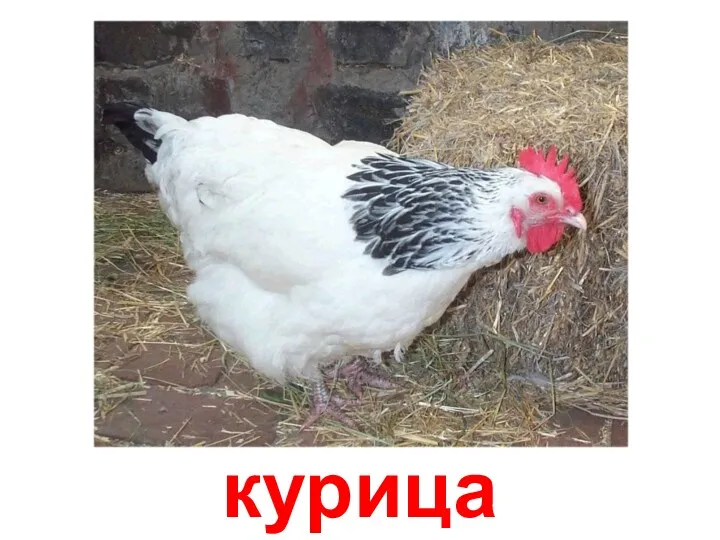 курица