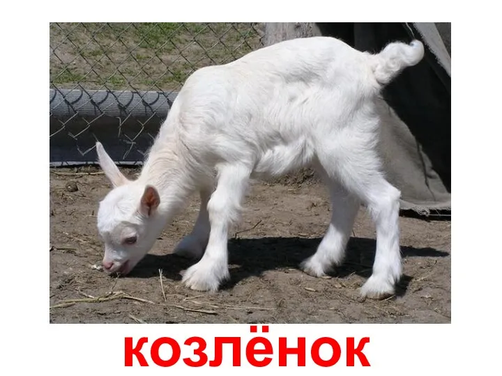 козлёнок