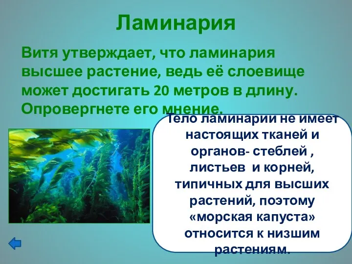 Ламинария Витя утверждает, что ламинария высшее растение, ведь её слоевище