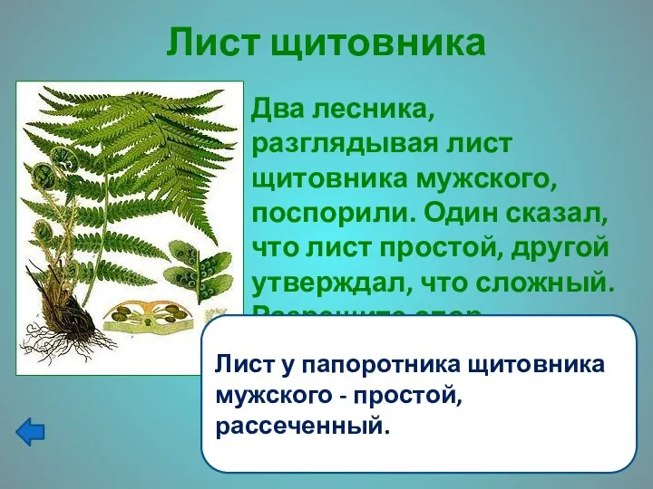 Лист щитовника Два лесника, разглядывая лист щитовника мужского, поспорили. Один