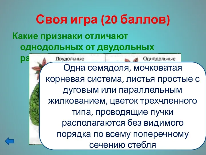 Своя игра (20 баллов) Какие признаки отличают однодольных от двудольных