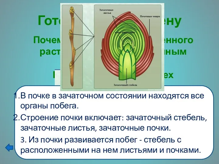 Готовимся к экзамену Почему почку покрытосеменного растения считают зачаточным побегом?