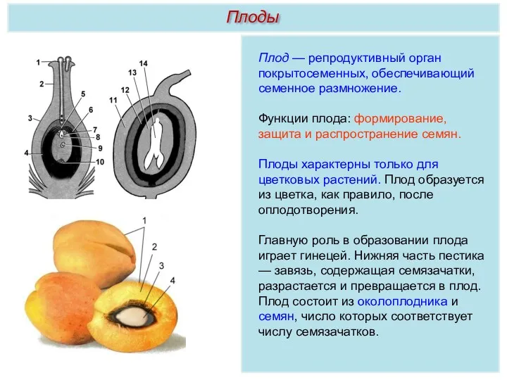 Плод — репродуктивный орган покрытосеменных, обеспечивающий семенное размножение. Функции плода: