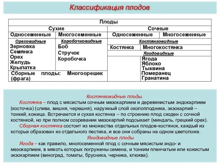 Костянковидные плоды. Костянка – плод с мясистым сочным мезокарпием и