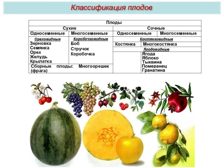 Классификация плодов