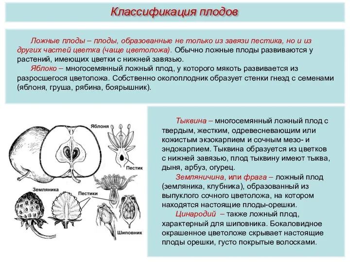 Ложные плоды – плоды, образованные не только из завязи пестика,